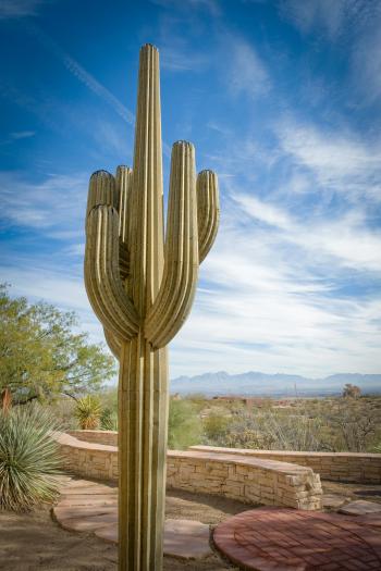SEVEN-ARM SAGUARO