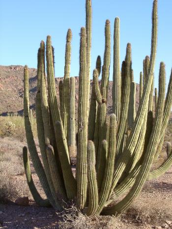 Stenocereus thurberi - Wikipedia
