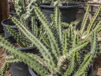 Lady Finger Cactus - Desert Horizon Nursery