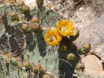 Cactus bloom
