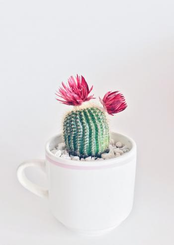 Cactus Flower Comedy Festival — Tucson Improv Movement