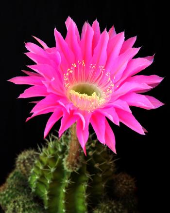 Cactus Flower Images HD Desktop Wallpaper, Instagram photo ...