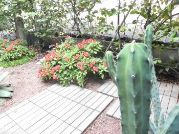 File:Cactus and interior of rooftop garden.JPG - Wikimedia Commons