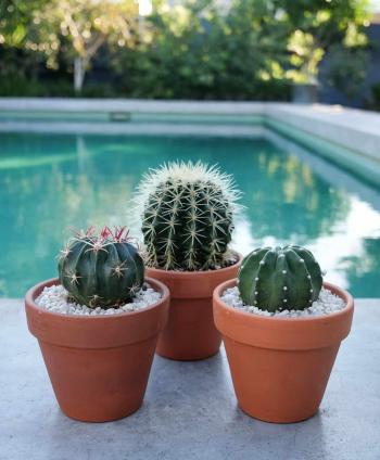Cactus Plant Deliveries Melbourne