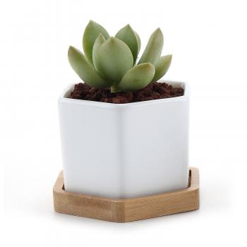 Amazon.com: T4U 2.75" White Ceramic Hexagon Succulent Cactus Planter ...