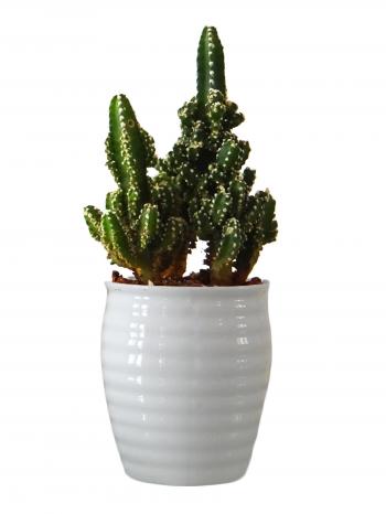 Cereus Fairy Castle Cactus Plant in White Ceramic Pot - Plants ...