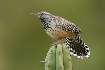 Cactus Wren | Audubon Field Guide