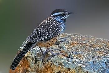 File:Cactus Wren.jpg - Wikimedia Commons