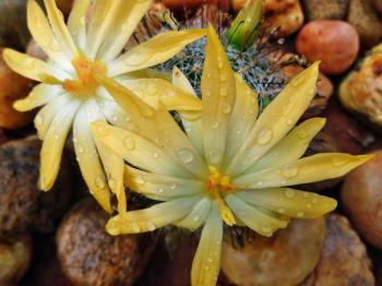 Cactus Yellow Flowers with water drops