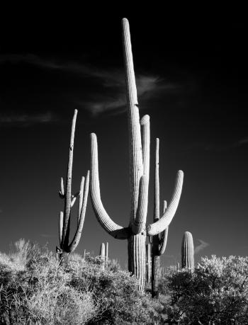 Cactuses in the Desert