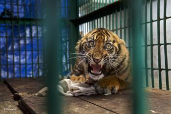 Saved but caged | Steve Winter | The Wildlife Photojournalist Award ...
