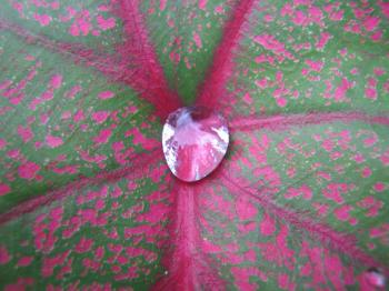 Caladium Leaf with Water Drop