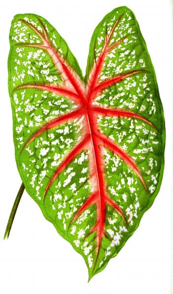 Botanical - Leaf - Floral World and Garden Guide 1876 - Caladium ...