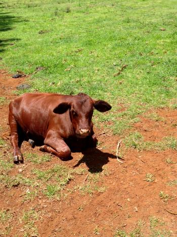 Calf laying in field