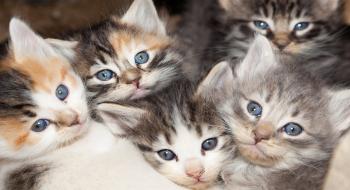Why Calico Cats are Almost Always Female - YouTube