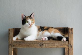 Calico Cats: Why Are They Always Female?