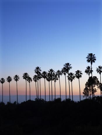 5 Iconic Palm Trees for Home Gardens - Sunset Magazine
