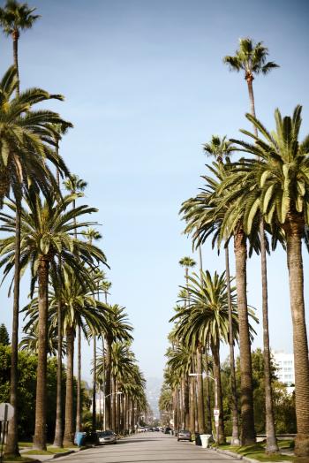 5 Iconic Palm Trees for Home Gardens - Sunset Magazine