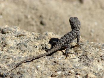 Californian Lizard