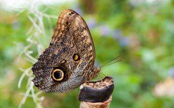 File:Caligo eurilochus bananenfalter.jpg - Wikimedia Commons