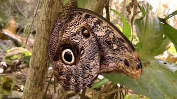 Caligo eurilochus brasiliensis - Owl Butterfly (Brassolini) - YouTube