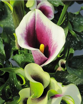 Calla Lily Meaning | HGTV