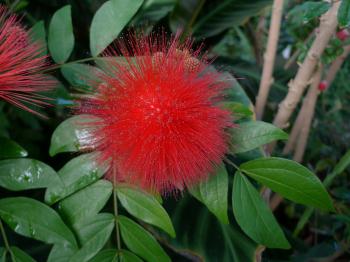 Calliandra haematocephala {Fabaceae} Red Powderpuff