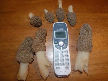 Calling All Morel Lovers!