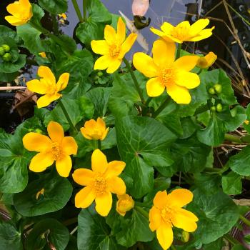 Daily Flower Candy: Caltha palustris ssp. polypetala – The ...