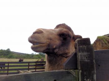 Camel in an open Zoo in Northern Spain