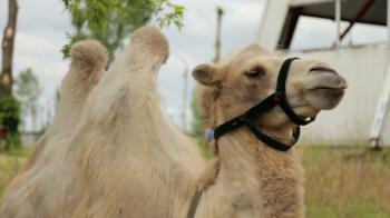 Portrait of camel closeup on a green background Stock Video Footage ...