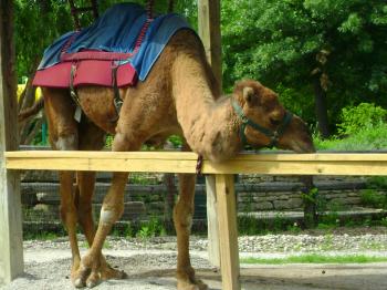 Camel ride anyone?