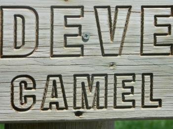 Camel Sign