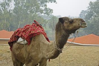 Camel with mount for riders