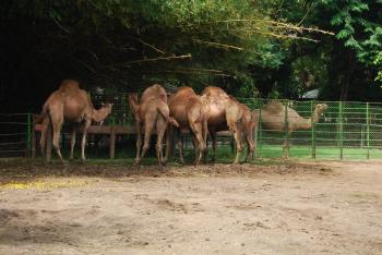 Camels in Surabaya Zoo