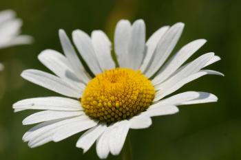 File:Camomile 1.JPG - Wikimedia Commons