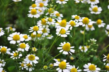 Camomile – Small, Fragrant and Powerful | RANDOM SAUCE