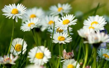 Wallpapers Flowers Camomiles 1920x1200