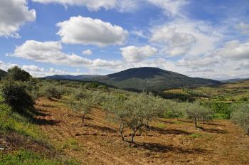Campos de olivos y cerezos