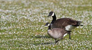 Differences Between Canada Goose and Cackling Goose | Audubon
