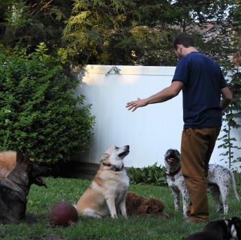 Clever Canine Dog Training | Long Island, New York | Off Leash Training