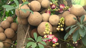 cannonball tree - YouTube