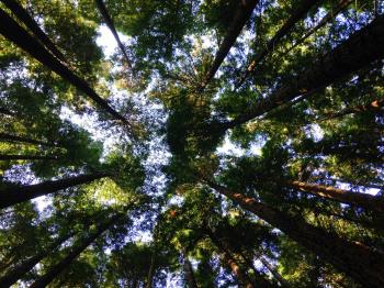 Canopy of Forest Trees