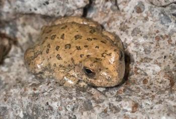 Canyon Treefrog - Tucson Herpetological Society