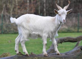 File:Capra aegagrus hircus qtl2.jpg - Wikimedia Commons