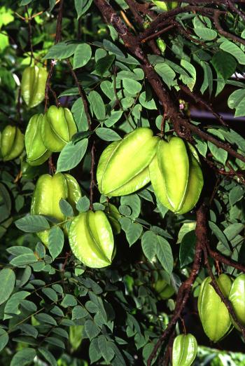 Carambola - Wikipedia