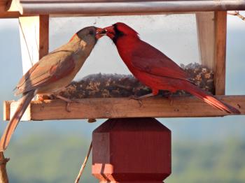 Northern Cardinals know how to shake their tail feathers - FeederWatch