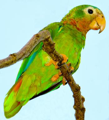 Yellow-billed parrot, Jamaican endemic, Kingston, Jamaica. | The ...