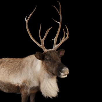 Caribou (Reindeer) | National Geographic