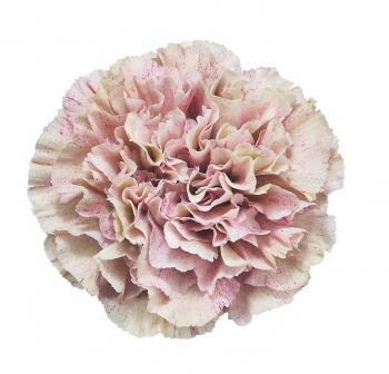Babylon Carnation (Qty 150) - New York Flower Guy